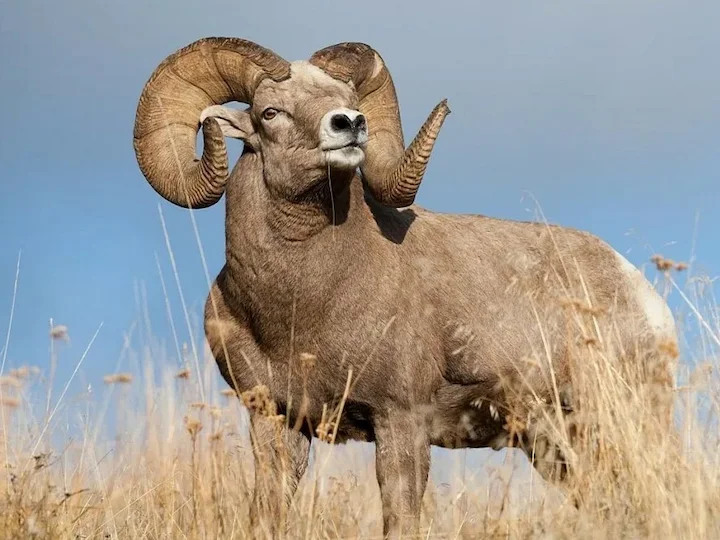 Darwins skaap (Darwin se argali) (Ovis ammon darwini), 2 of 3