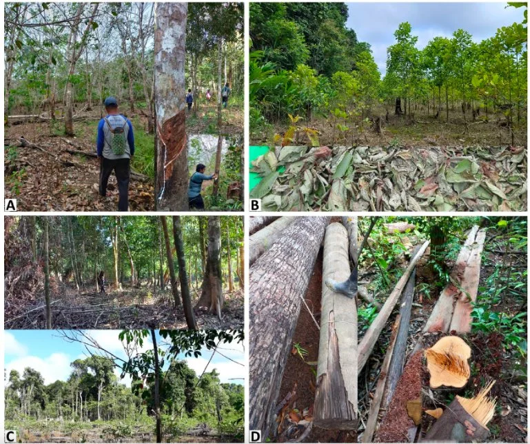 Deforestation in Borneo threatens three endangered, endemic plant species
The rampant deforestation for monoculture plantation and logging in western Indonesian Borneo h