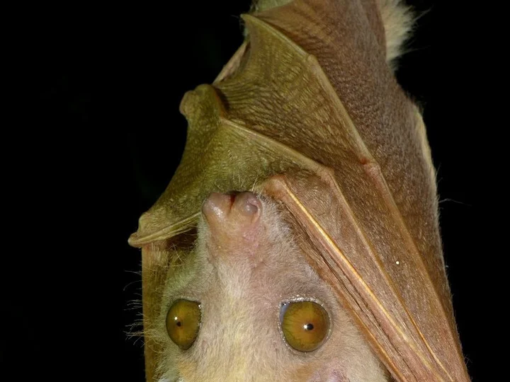 Etiopski sadni netopir z epoletemi (Epomophorus labiatus)
