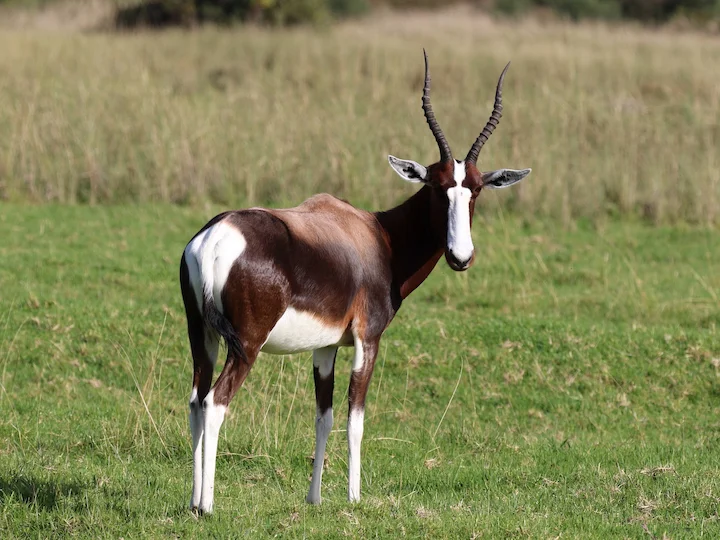 Бонтебок (Капски бонтебок) (Damaliscus pygargus pygargus)