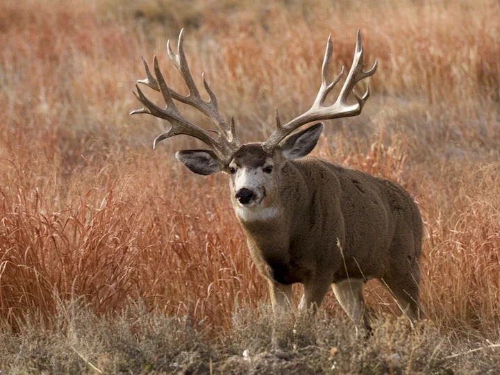 Մուլ եղջերու (Կիսամուլ եղջերու) (Odocoileus hemionus hemionus), 2 of 3