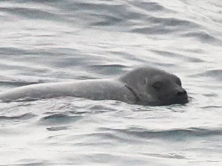 Foca anellata
