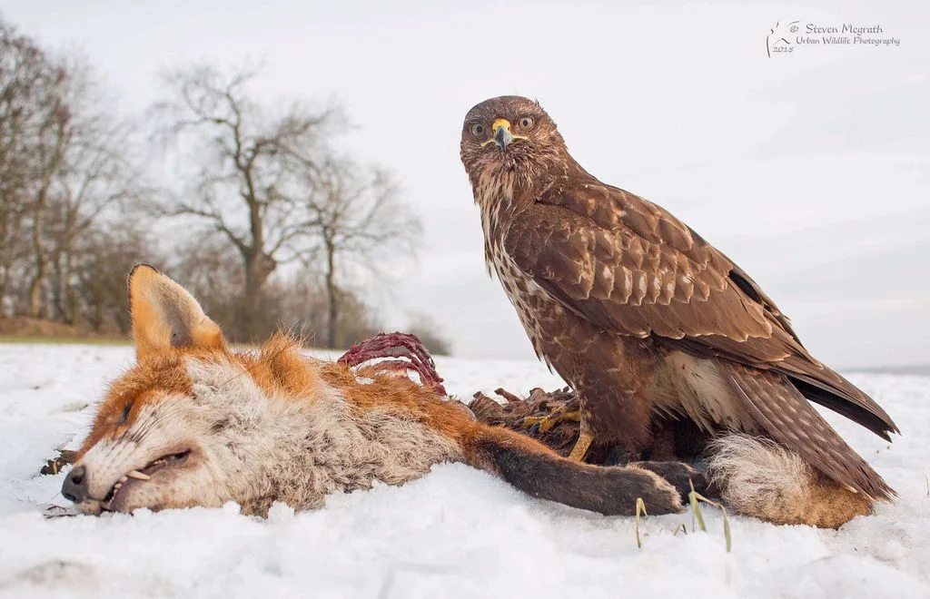 Falcon Annihilates Fox and Deer

"Falconry is is a sport which involves the use of trained raptors (birds of prey) to hunt or pursue game for humans."

An unassuming hunt