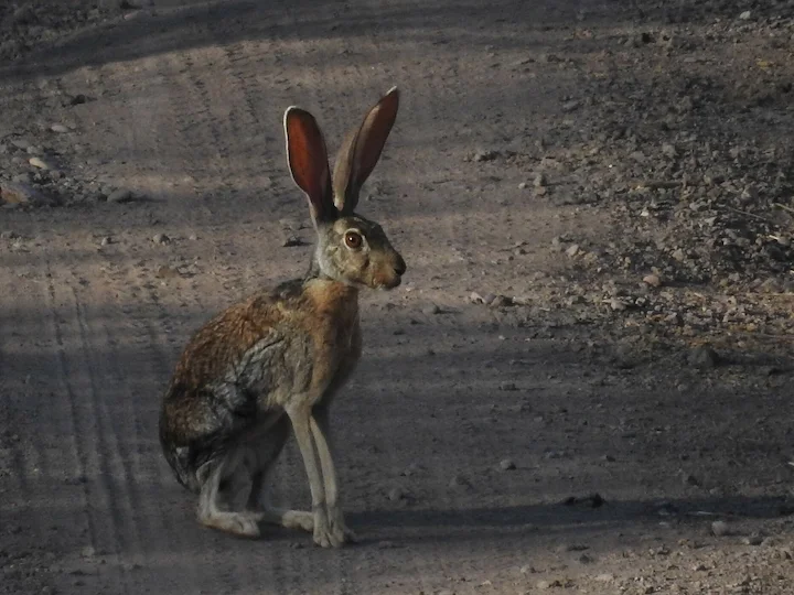Lepre antilope