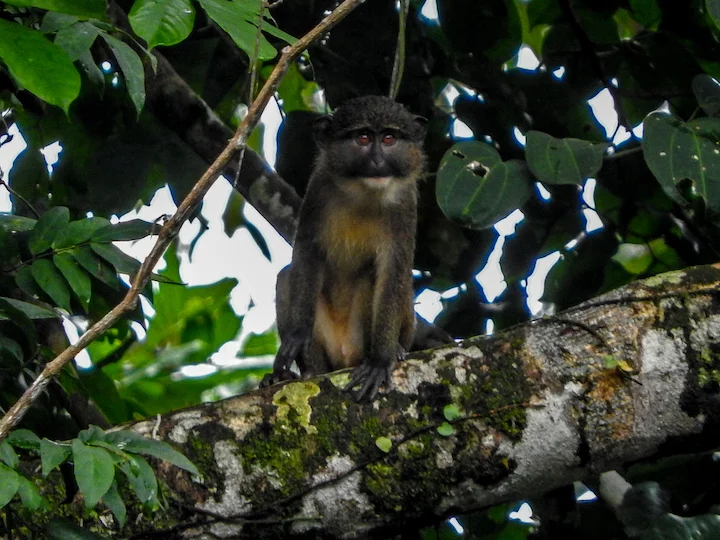 Aleno pelkės makakas (Allenopithecus nigroviridis)