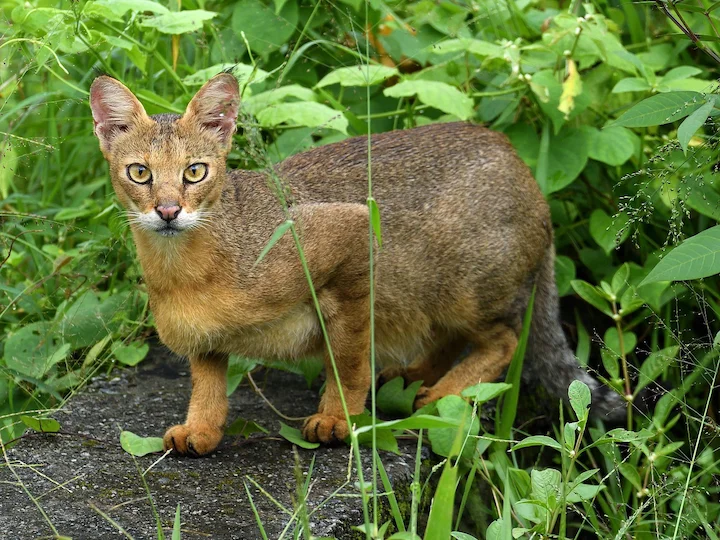 Блатен котарак