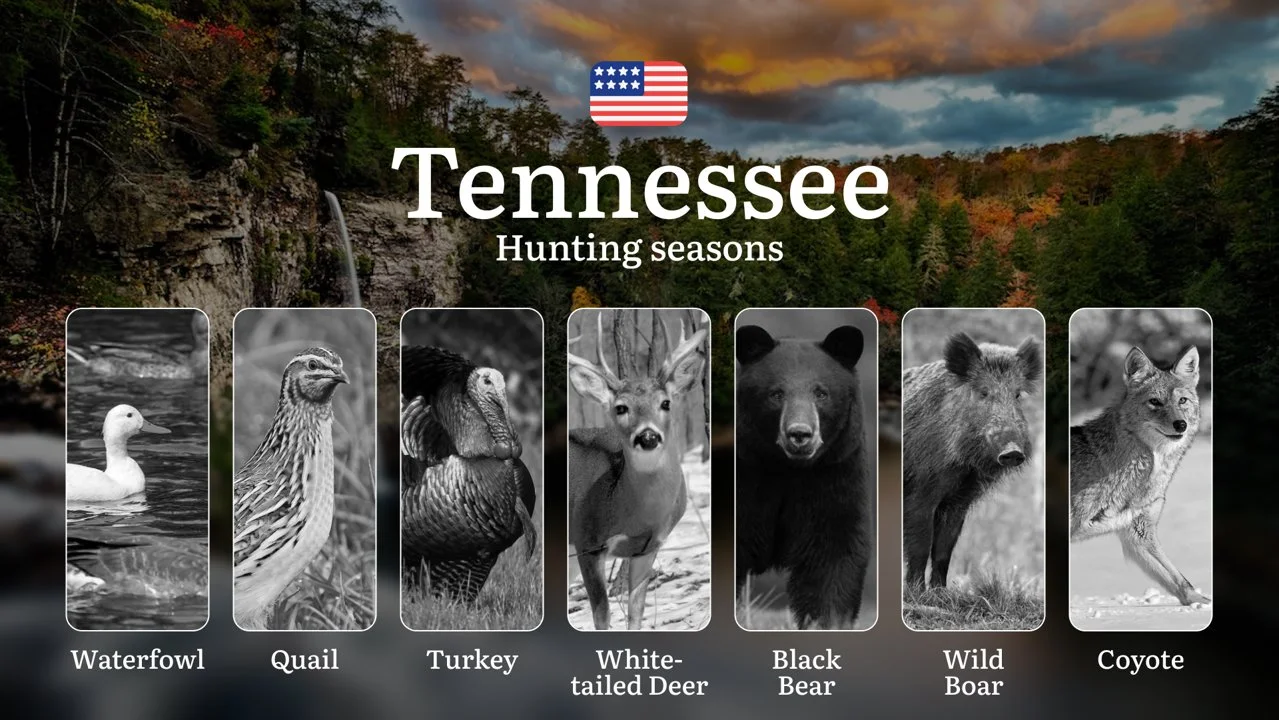 Tennessee WMA: Hunting Dates and Seasonal Animal Activity, Restrictions and Protected Animals, Practical Tips