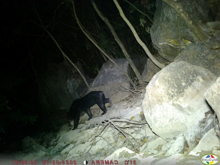 Orso nero asiatico