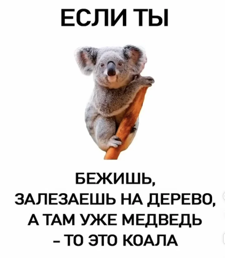 Про медведей