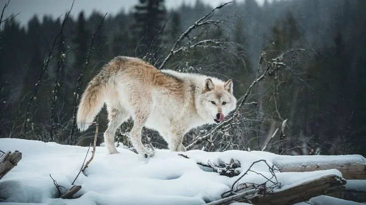  📉 Sweden Announces Annual Cull of Endangered Wolves, Igniting Controversy
In a contentious move sparking fierce debate, Sweden has begun its annual licensed wolf hunt, 