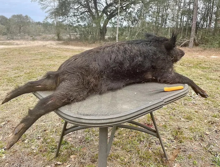 Wildschwein