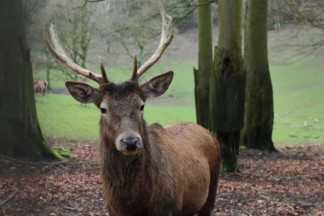 Illegale Rothirsch-Jagd: Jäger verliert Jagdschein nach Schonzeit-Verstoß

Im oberösterreichischen Bezirk Gmunden ereignete sich ein schwerer Jagdrechtsverstoß: Ein 59-jä