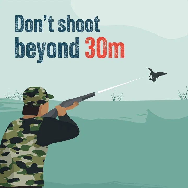 Reducing wounding is important for animal welfare outcomes, reducing waste associated with unretrieved birds, and ensuring duck hunting in Victoria remains sustainable and responsible.