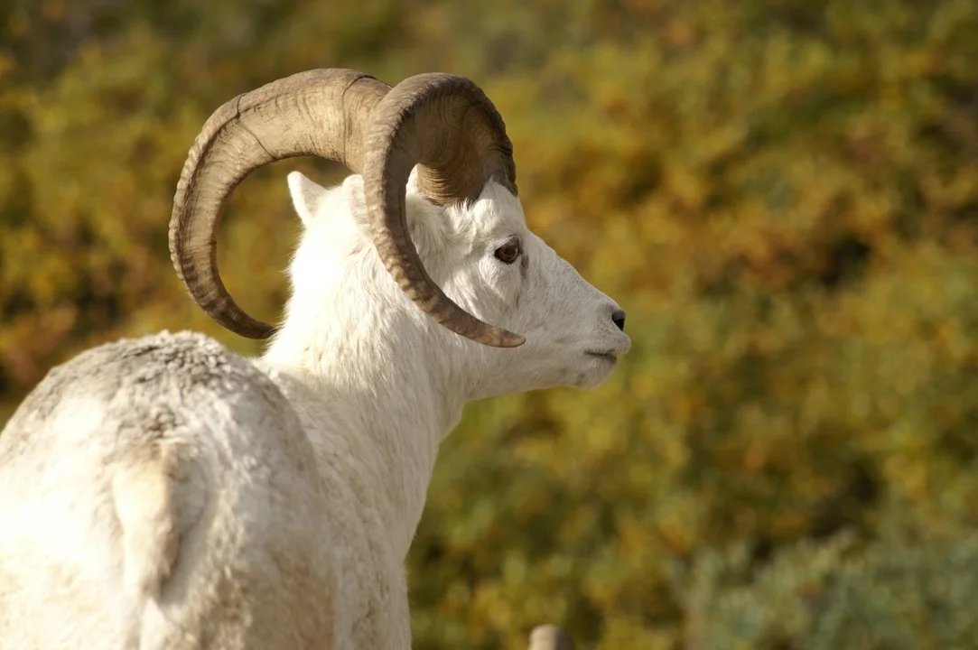 Dallinpuuhi (Valkoinen puuhi) (Ovis dalli), 3 of 4
