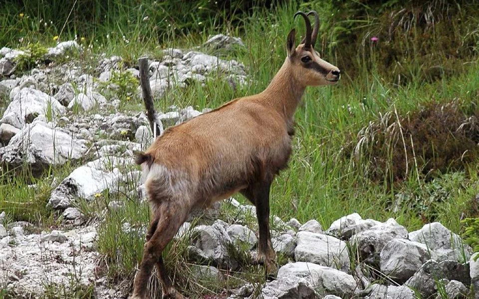 Balkan gemsbok (Balkan steenbok) (Rupicapra rupicapra balcanica), 1 of 3