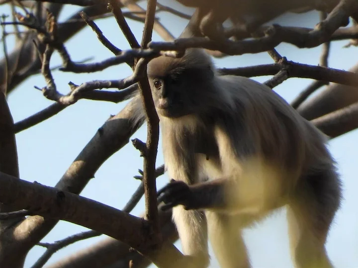 Indochinese grys-langur Indochinese grys-langur