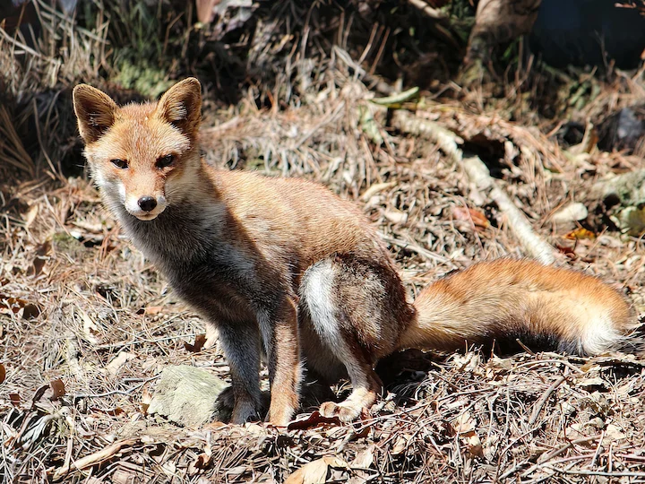 Japanse vos (Japannese vos) (Vulpes vulpes japonica), 3 of 3