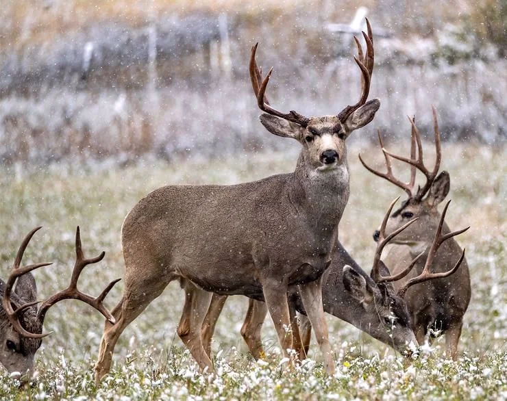 5 Awesome North American Combo Hunts
North American hunters are fortunate. We get access to many different game species within our 50 states and 10 provinces. From gobbli
