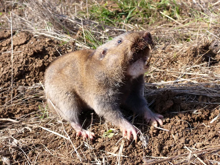 Giant Pocket Gopher (Great Pocket Gopher, Big Pocket Gopher) (Orthogeomys grandis)