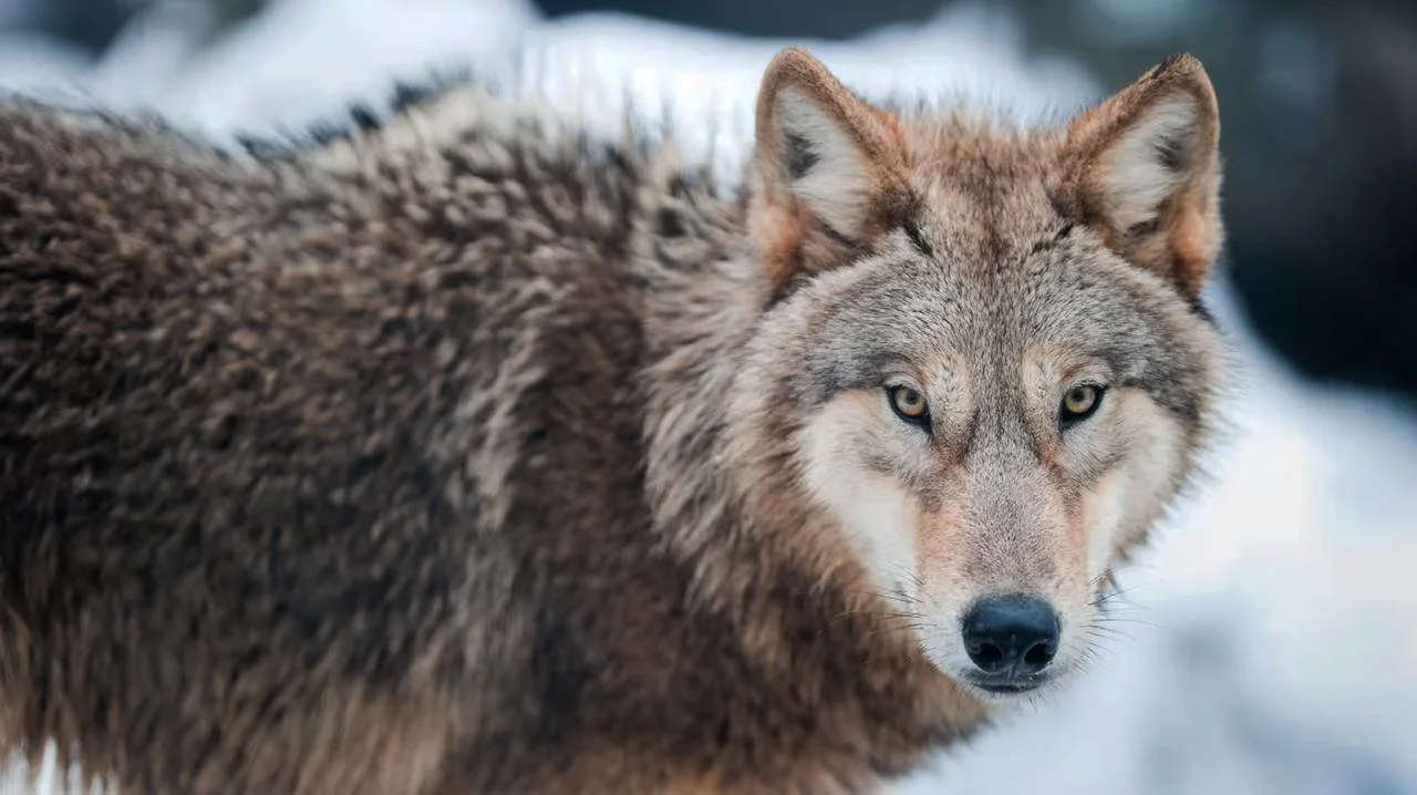 LIFE BOREALWOLF Project Concludes: Verified Wolf Data & Practical Tools for Hunters