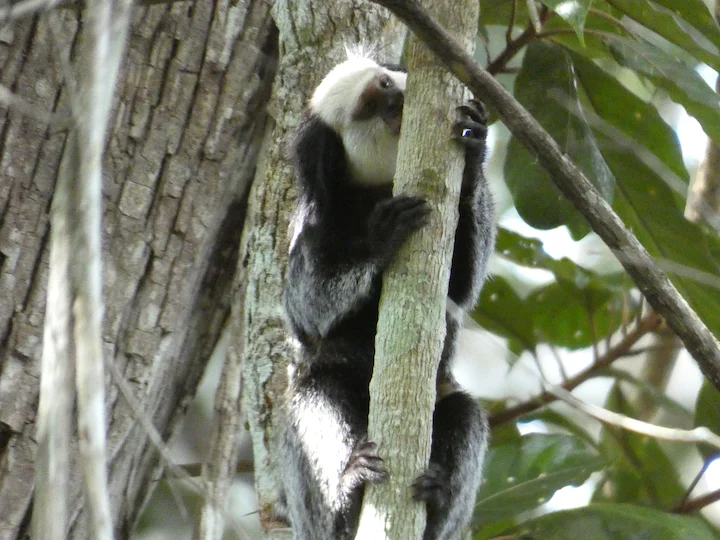 Geoffroy se kroesmarmoset Geoffroy se kroesmarmoset