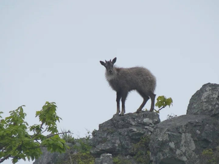 Կարմիր գորալ (Պոչավոր գորալ) (Naemorhedus caudatus), 2 of 3