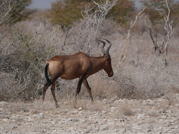 Antilope hartebeest
