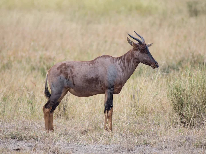 Топи (Лунатус топи) (Damaliscus lunatus lunatus)