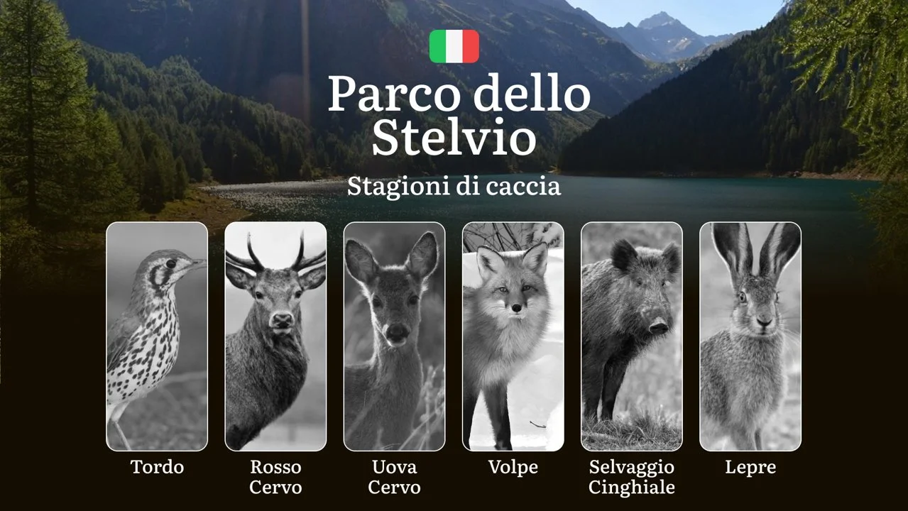 Caccia nel Parco dello Stelvio: Calendario Venatorio Completo, Specie Cacciabili e Segreti per Ogni Stagione tra Camosci e Cervi
Il Parco Nazionale dello Stelvio , il pi