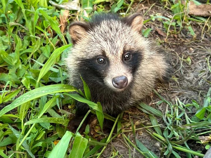 Marderhund (Waschbärhund) (Nyctereutes procyonoides)