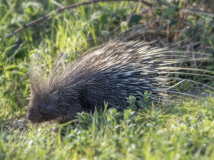 Kamigelpiggsvin (Afrikanskt igelpiggsvin) (Hystrix cristata)