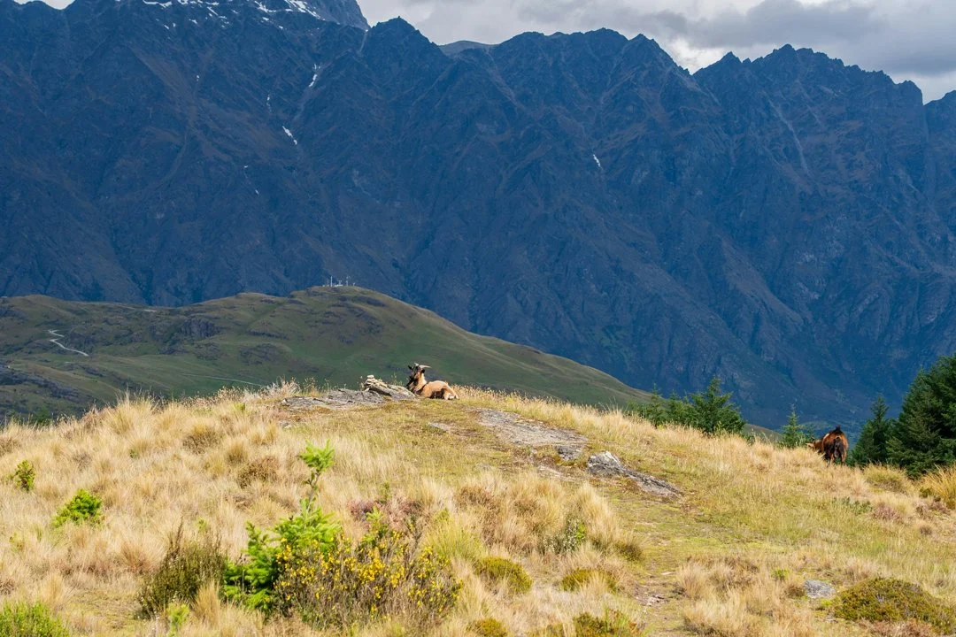Explore Tasman hunting regions: a blend of beauty and adventure, seasonal hunting schedules and hunter demographics
Terrain and natural properties of the region that ins