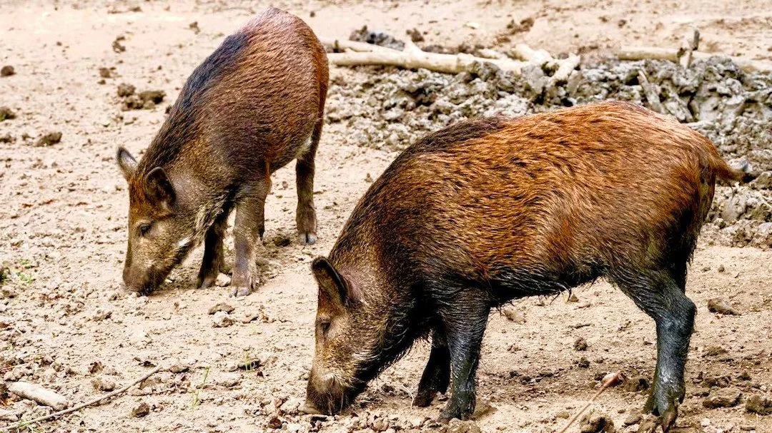 First Trichinella Case 2026: Wild Boar Tested Positive in Stockholm County