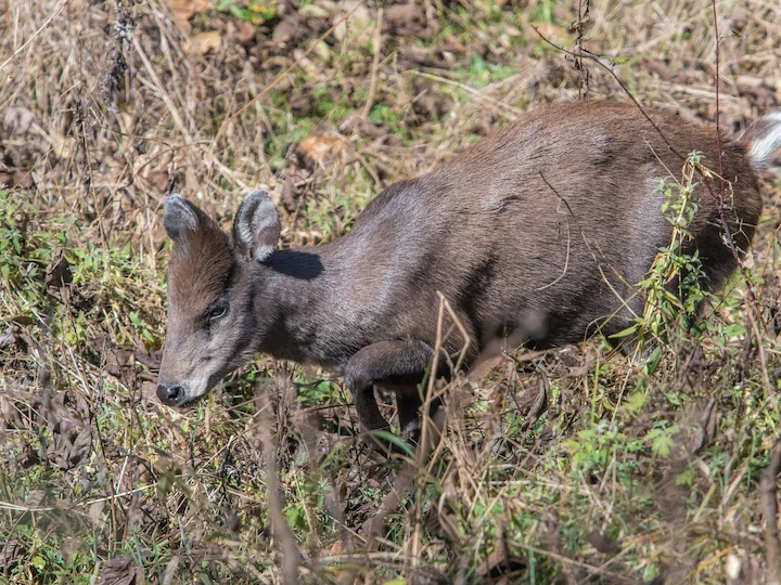 Renes (Karasrenes) (Rangifer tarandus valentinae), 3 of 3