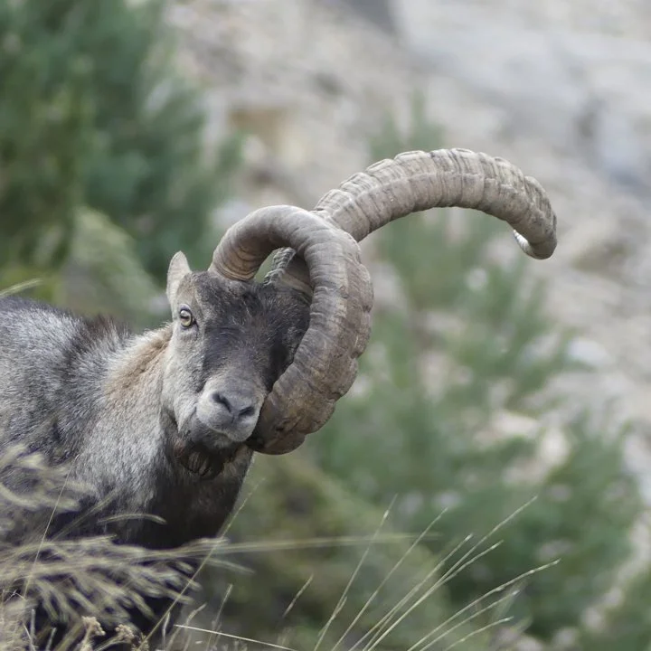 Un bouquetin des Pyrénées sauvé par une opération d’urgence à cause d’une corne dangereuse 

Dans les Pyrénées ariégeoises, un bouquetin mâle de 14 ans a été opéré en urg