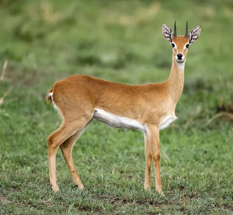 Oribi (Ourebia)