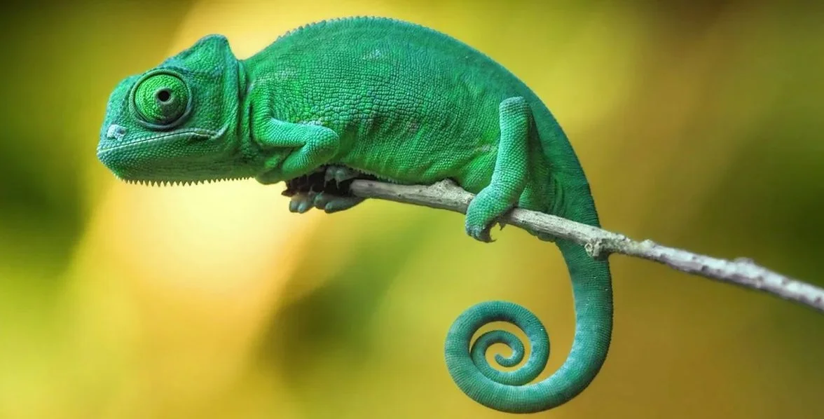 Critically endangered chameleon discovered outside its known habitat in Madagascar