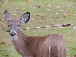 In some places, hunting has evolved into a sport with competitions based on marksmanship, tracking, and endurance.