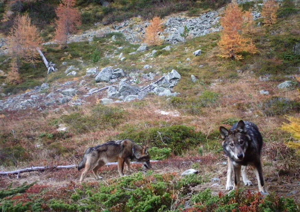 Jagd im Bezirk Hochdorf (Kanton Luzern), Schweiz: Eigenschaften, Jagdstrategien, Wildarten, Jagdsaisons, Verbände, Lizen… Jagd im Bezirk Hochdorf (Kanton Luzern), Schweiz: Eigenschaften, Jagdstrategien, Wildarten, Jagdsaisons, Verbände, Lizen…