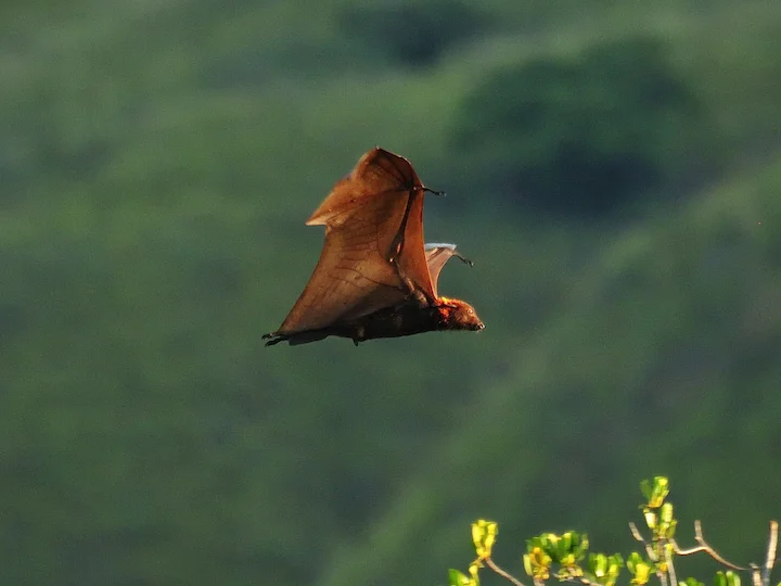 Մեծ չղջիկ (Վամպիր չղջիկ) (Pteropus vampyrus), 3 of 3