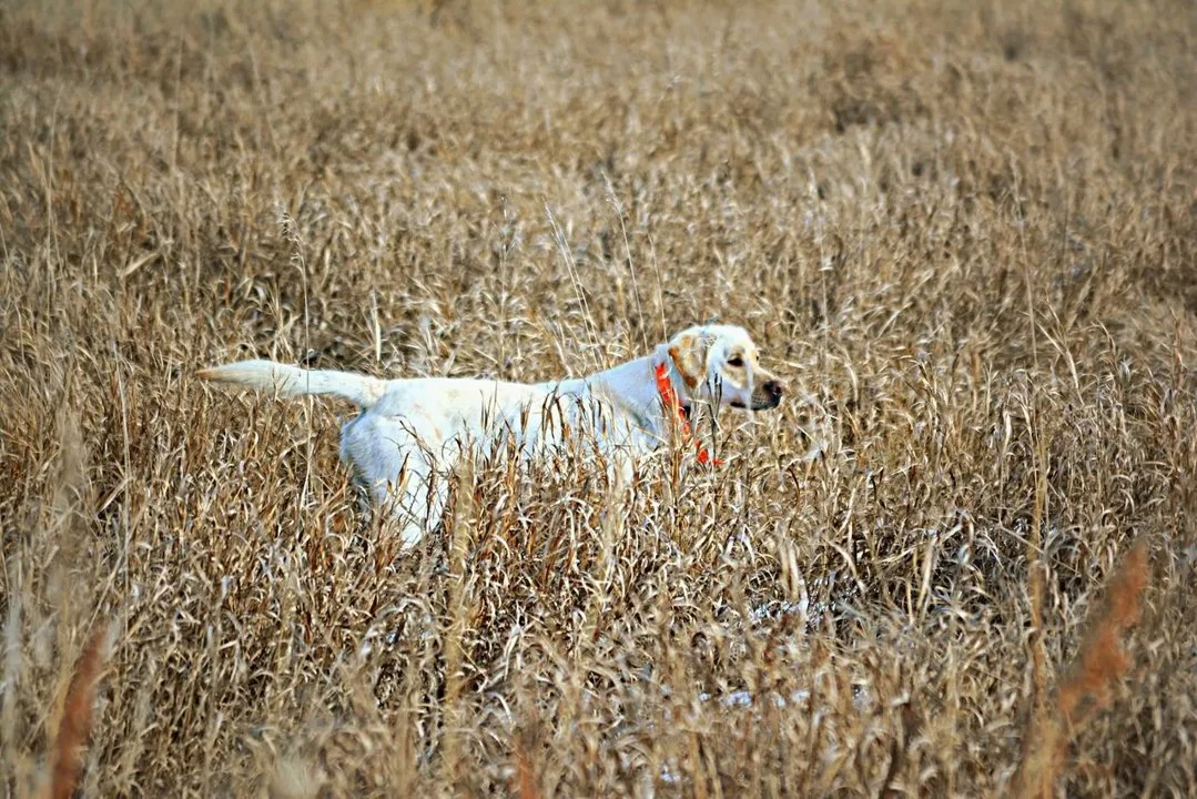 Whether you’re trekking through dense forests or navigating open fields, having a reliable hunting companion by your side makes all the difference. 🏞️ From the loyal Lab