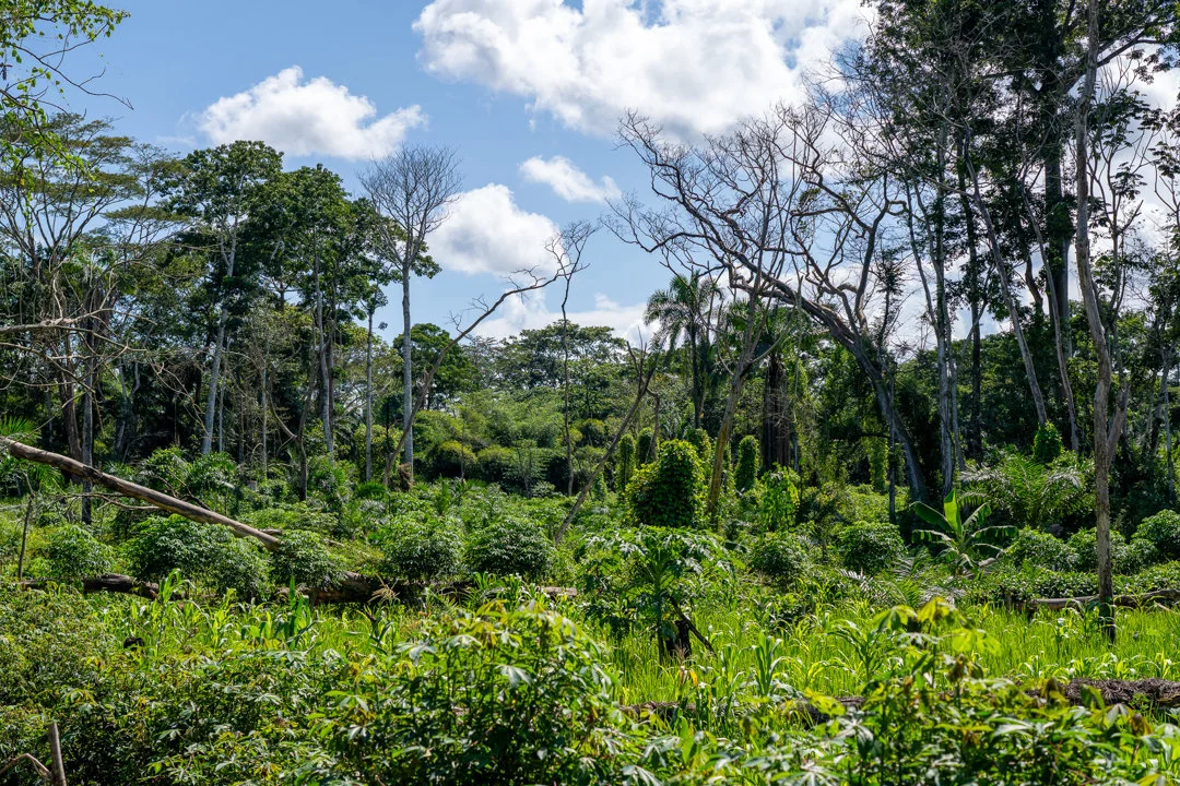 Rebuilding Bili-Uélé: How 15 Bridges Are Transforming Conservation and Community Life in the DRC's Wild Heart
In the remote expanses of the Democratic Republic of the Co