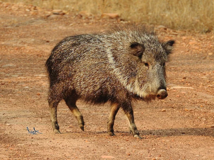 Chaco-Pekari (Wagner-Pekari) (Catagonus wagneri)