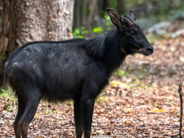 Séroe continental (Capricornis sumatraensis)
