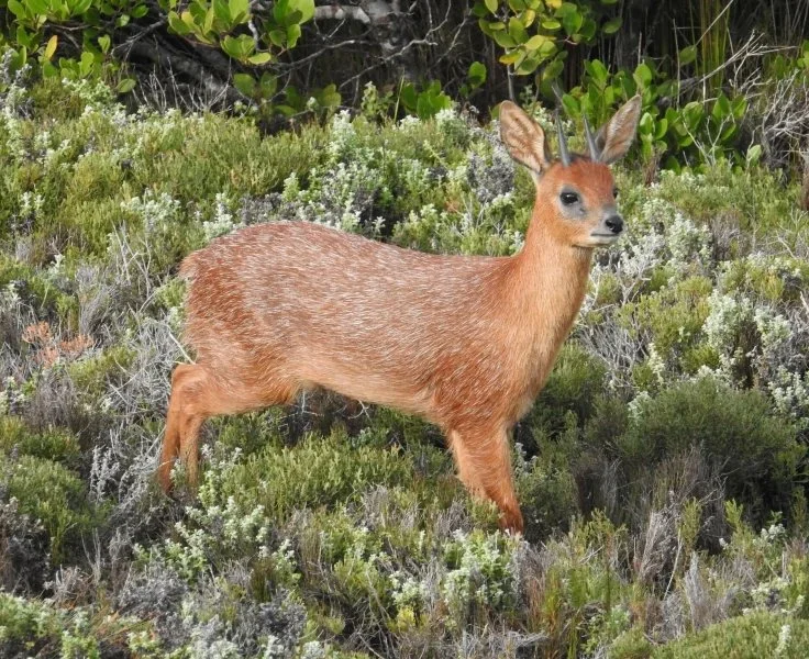 Klipspringer (Swartoor-klipspringer) (Raphicerus melanotis), 2 of 5
