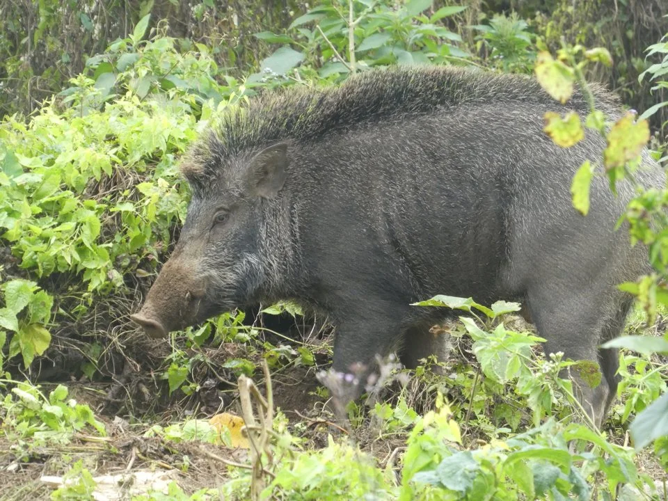 Ճապոնական վարազ (Ճապոնական խոզ) (Sus scrofa cristatus), 4 of 5