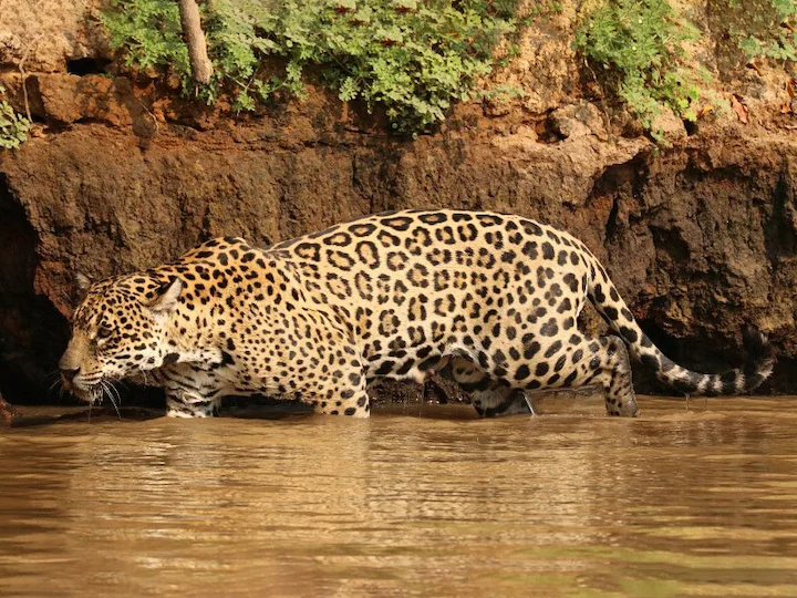 Jaguar (Onka)