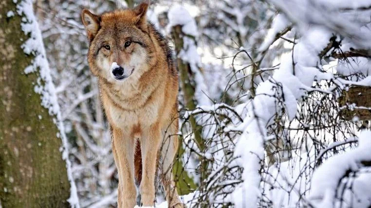 Swedish Farmers Take the Lead on Wolf Management – Hunters Welcome the Move and Prepare for Action