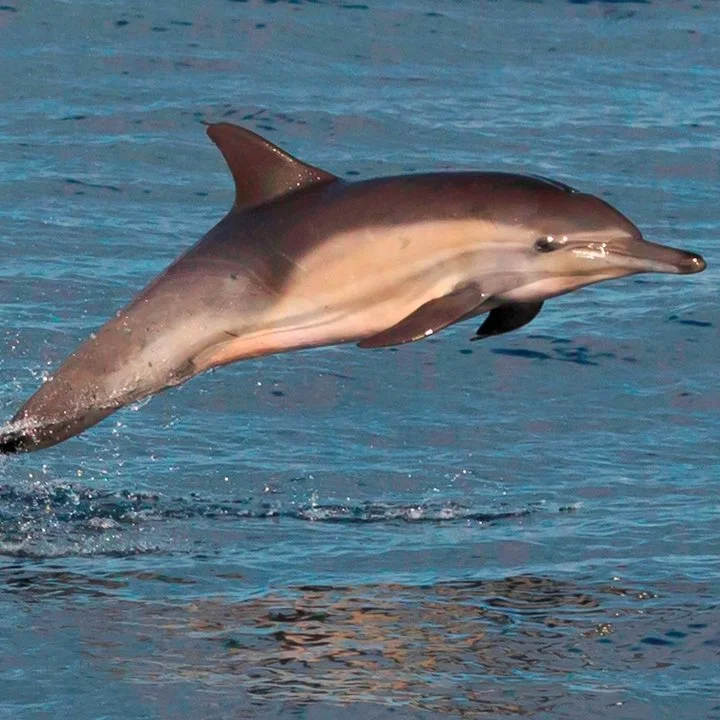 Dolphins Are Using Sponges as Hunting Tools
Rare new footage from Shark Bay, Australia, reveals wild bottlenose dolphins using sea sponges as hunting tools. Scientists u