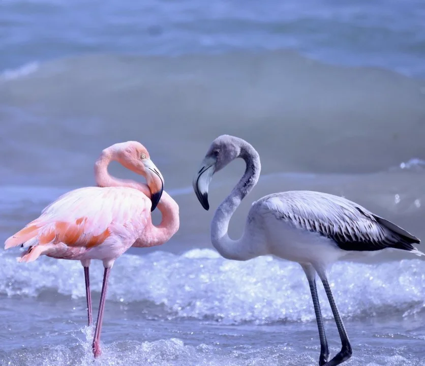 Fenicotteri in Italia: L'Impatto Negativo sulle Zone Lagunari e Vallive

La suggestiva presenza dei fenicotteri negli ambienti umidi italiani nasconde in realtà un impatt